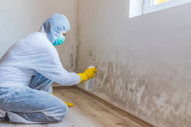 Professional Mold Removal in Malibu, CA