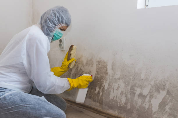Best Toxic Mold Removal  in Malibu, CA