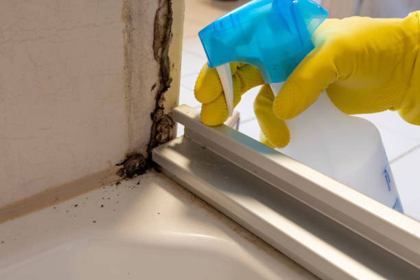 Professional Mold Removal in Malibu, CA