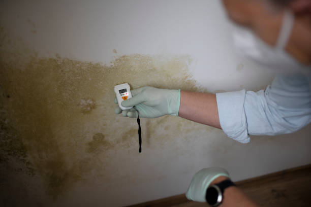 Best Office Mold Removal Services  in Malibu, CA