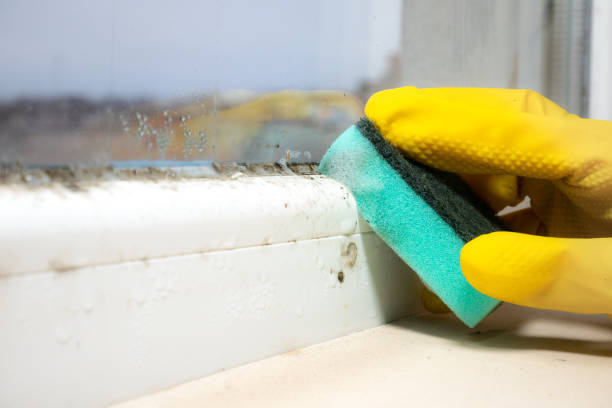 Best Fast Mold Removal  in Malibu, CA