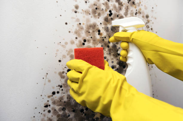 Best Black Mold Removal  in Malibu, CA