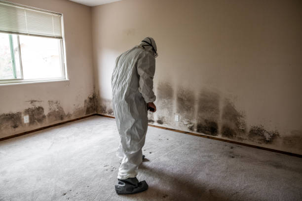 Best Mold Damage Repair  in Malibu, CA