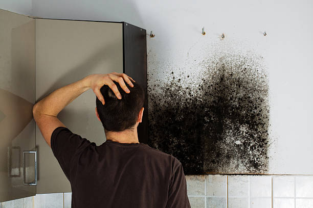 Best Black Mold Removal  in Malibu, CA